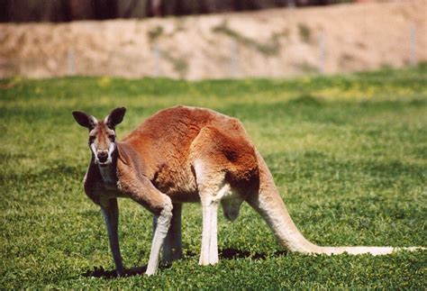 canguro wikipedia|kangaroo fact sheet.